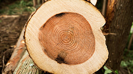 数据如何预测和防止非法伐木