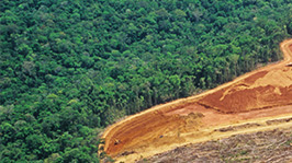 열대 우림을 보호하세요. 산업을 보호하세요.