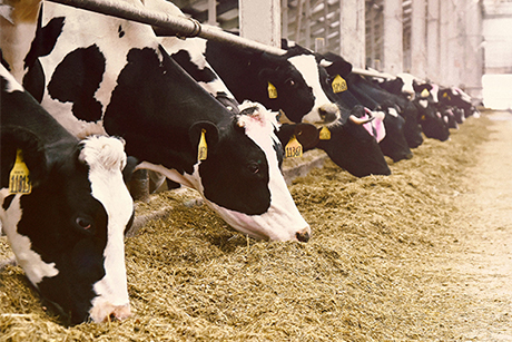 MLA mejora las eficiencias operativas